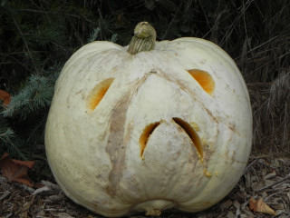 Grumpy, 10 days later,  Nipomo Pumpkin Patch best carving idea